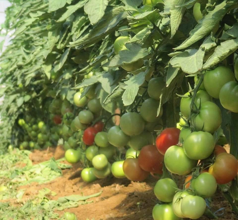 19-16 tomato